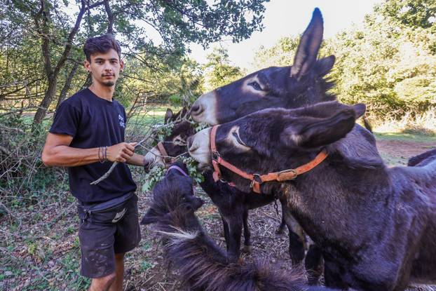 Vodnjan: Za Naj kozu 2025. godine izabrana je koza Jelena, vlasnika Mattea Muškovića 