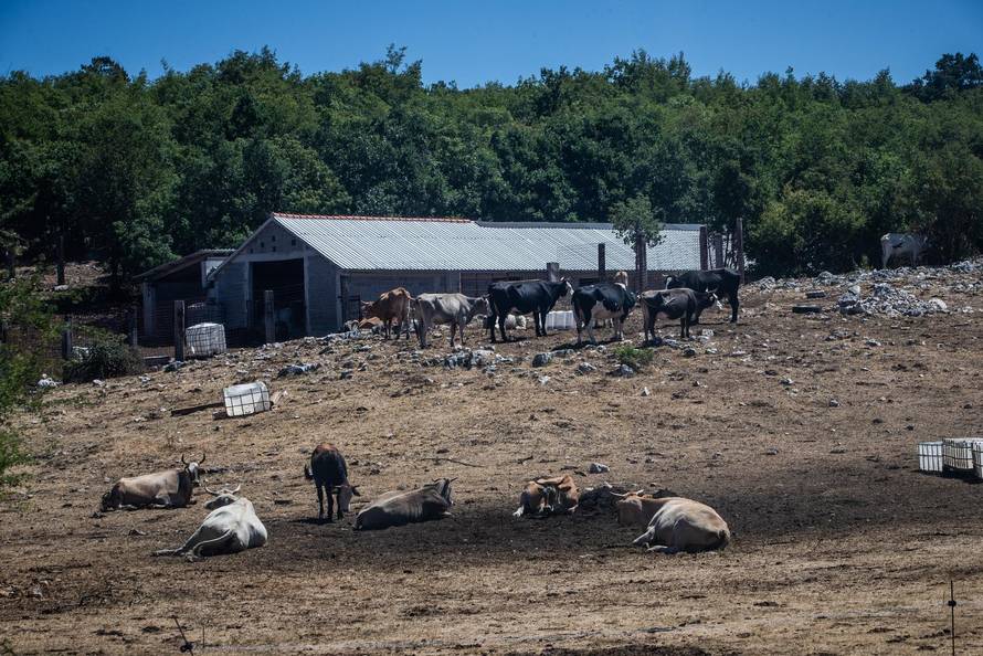 Gornje Maovice: Mjesto gdje je potvrđen slučaj bedrenice