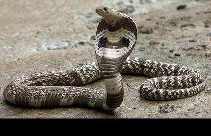 Pronađen Elvis, kobra koja je pobjegla od kuće: Pogledajte