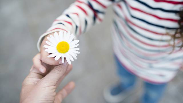 Parent and child hands handing white flower