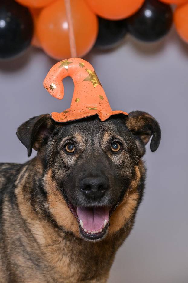 Sklonište u Dumovcu poziva na posebno jesensko udomljavanje pasa i mačaka