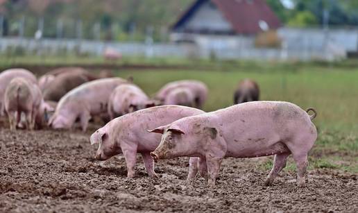 Afrička svinjska kuga za ljude nije opasna  – ali ove bolesti iz svinjskog mesa jesu