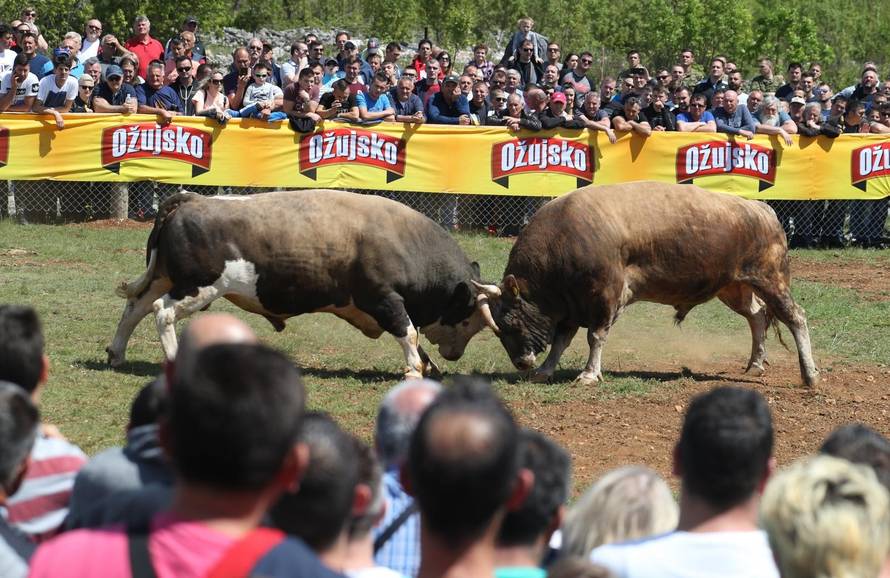 'Ne damo Peronji da viđa krave prije borbe. On bi se zaljubio!'