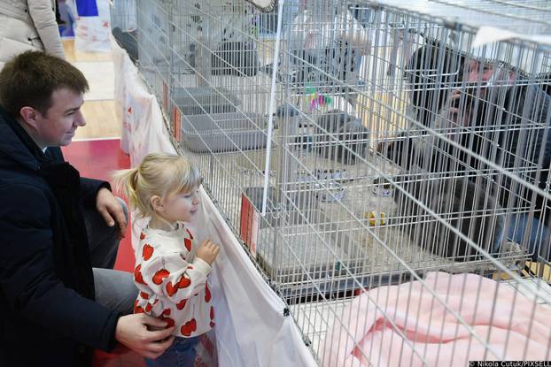 Otvorena revijalna izložba mačaka u Sisku 