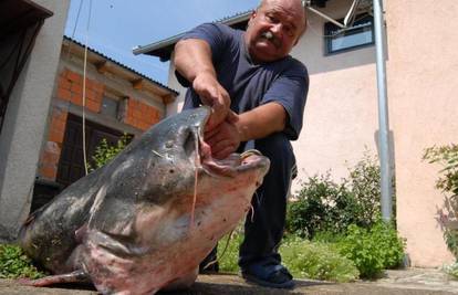 Ribič u Savi uhvatio soma kapitalca teškog 75 kila