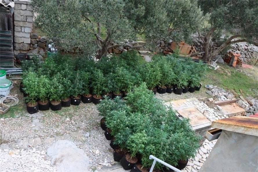 FOTO Kakav zimmer frei. Tavan kraj Jablanca pretvorili u labos za uzgoj trave. Evo što su imali