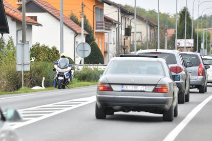 Prometnu i vozačku? Nemam! Kod Čakovca intervenirala policija zbog labuda na cesti