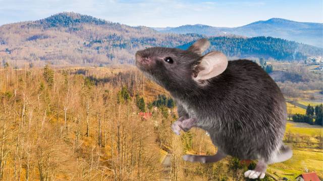 Oprez! U Hrvatskoj se pojavila opaka bolest - mišja groznica