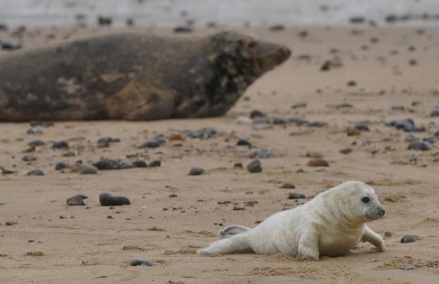 Po?inje sezona mladunaca tuljana u Norfolku