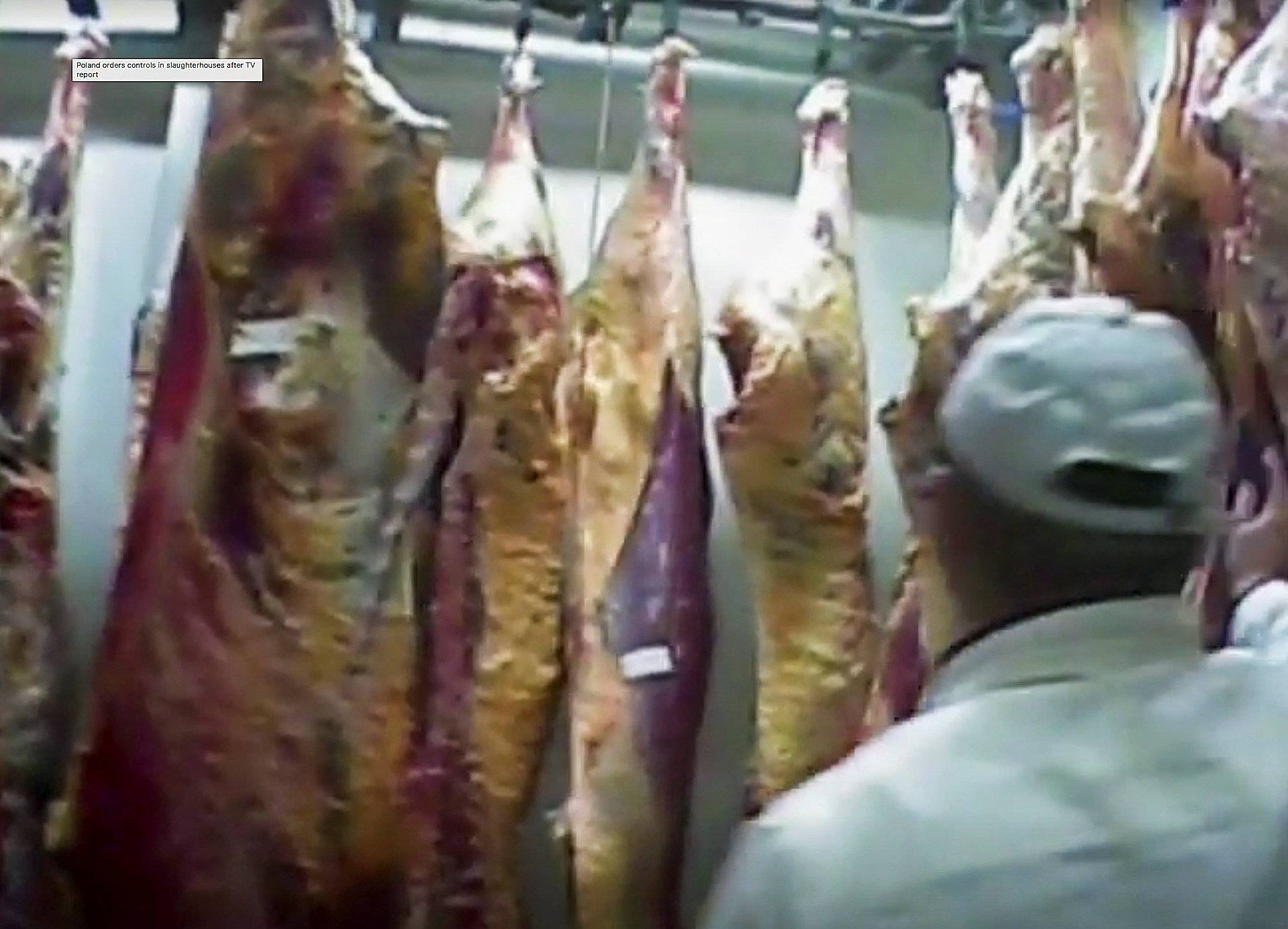 A screen grab taken from video footage of the Polish TVN network shows slaughterhouse worker processing cattle at the unknown location in Poland