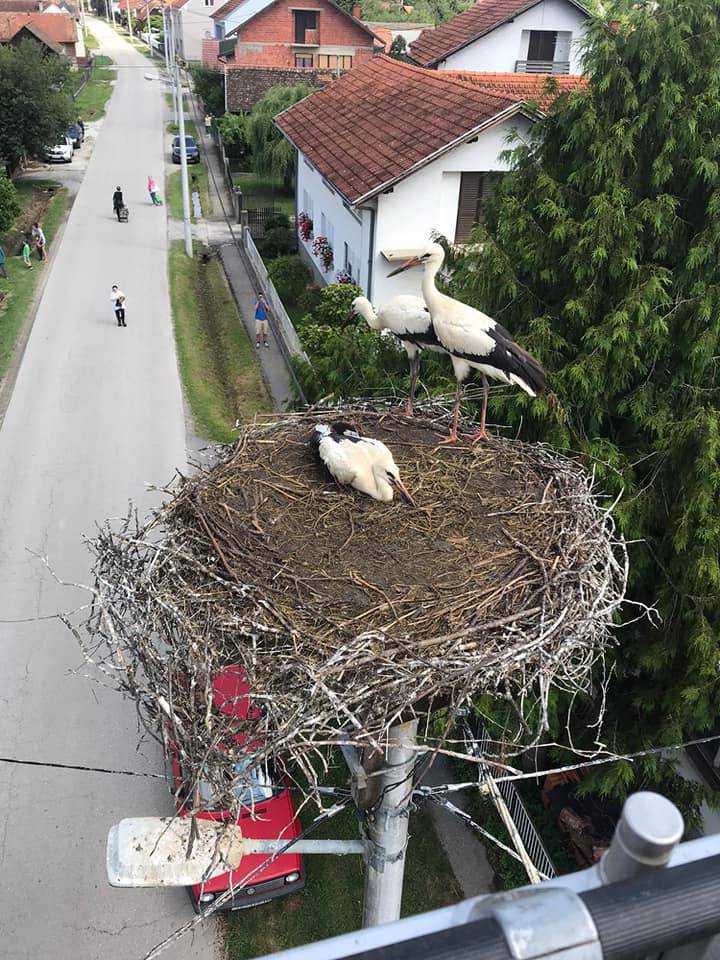 Rode ispale iz gnijezda u mjestu Kuče, vatrogasci su ih spasili...