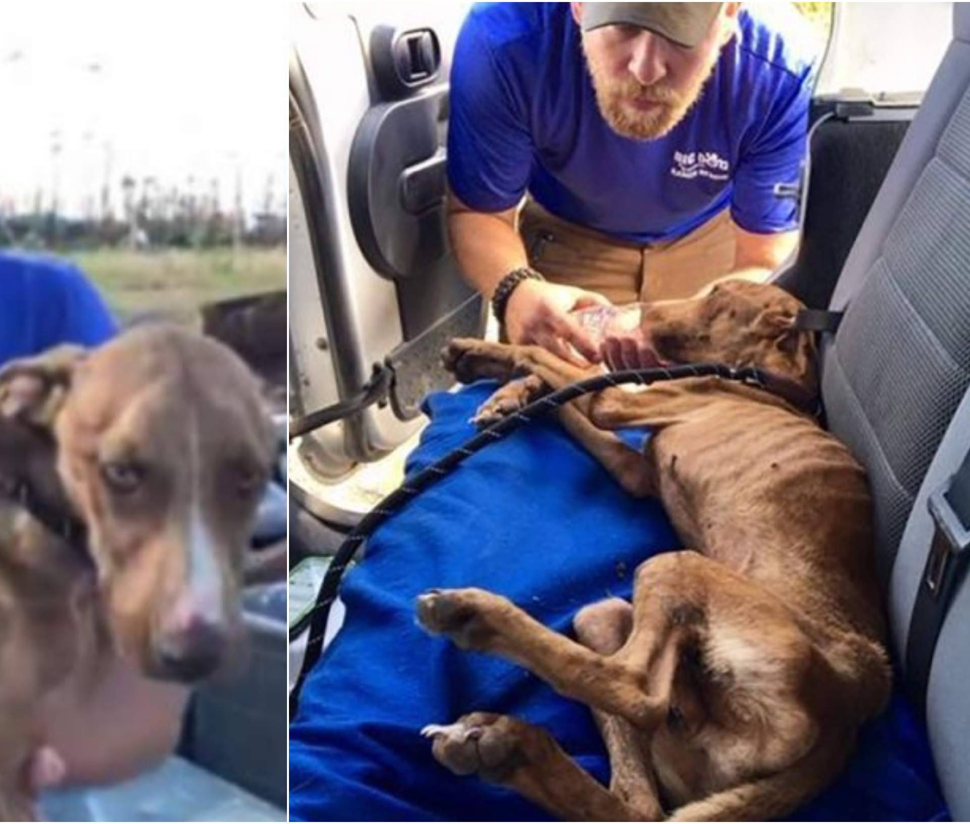 Psić pronađen živ, mjesec dana nakon uragana: Ime mu je Čudo