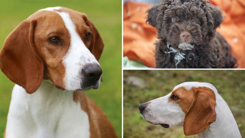 Ovo je lista najpopularnijih pasmina pasa u Hrvatskoj! Neke brojke će vas jako iznenaditi...