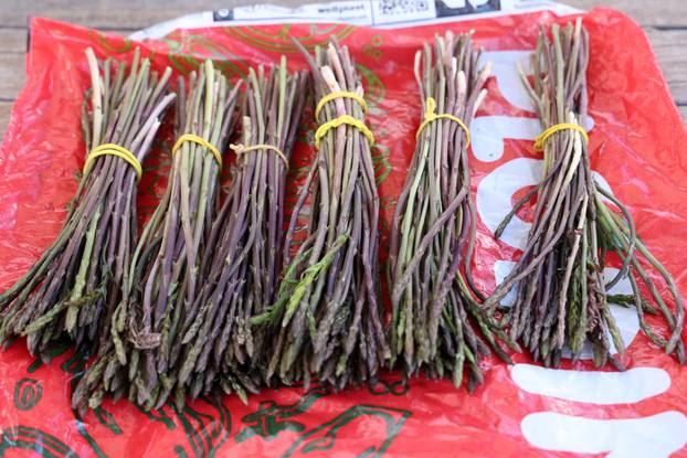 Šibenik:Prve ovogodišnje šparoge na tržnici