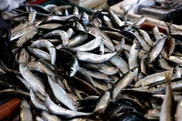 Šibenik: Poskupljenje plavog dizela još se nije odrazilo na cijene u ribarnici