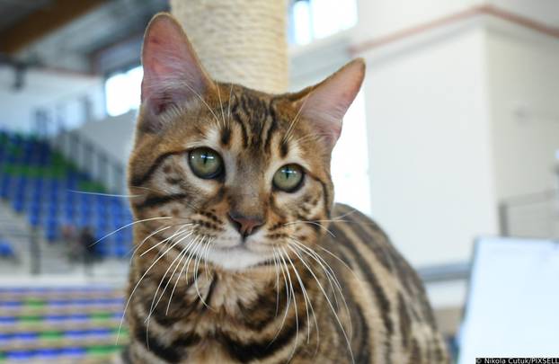 Otvorena revijalna izložba mačaka u Sisku 