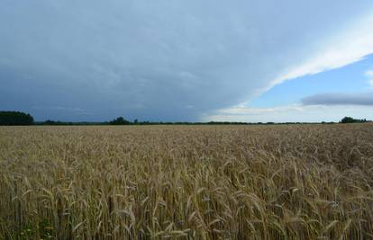 Poskupjele pšenica i kukuruz jer je Rusija odbila sudjelovati u sporazumu o izvozu žitarica