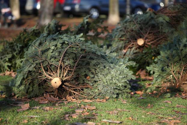 Zagreb: Veliki broj odbačenih božićnih drvaca na Trgu dr. Franje Tuđmana