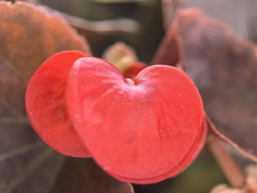 Skoro kao nekad: Isprobali smo Huawei Pura 70 Pro s moćnom kamerom i Google aplikacijama