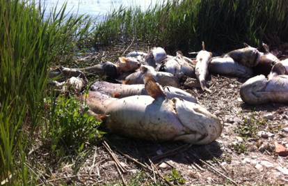 Pomor u Vranskom jezeru: Uginula je gotovo tona ribe...