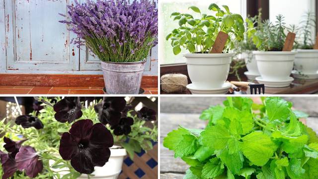Zasadite ove biljke - potjerat će komarce iz vašeg doma i vrta
