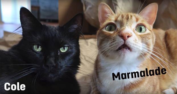 Mačke Cole i Marmalade