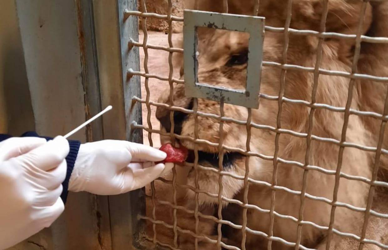 VIDEO Ovako su testirali lavove u Zagrebu na koronu: 'Otvore usta, a mi njima štapić u nos'
