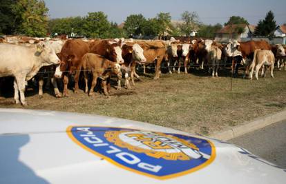 Stado krava izveli na cestu jer su im oduzeli zemlju iz zakupa