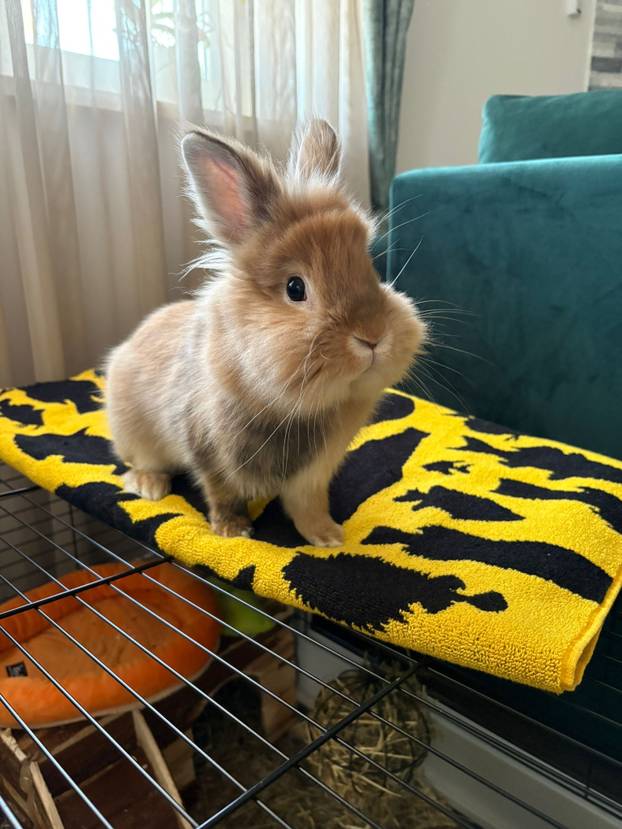 SUPER FOTKE vaših ljubimaca! Neki bi mogli biti viralni hit, ali svi su jednostavno neodoljivi