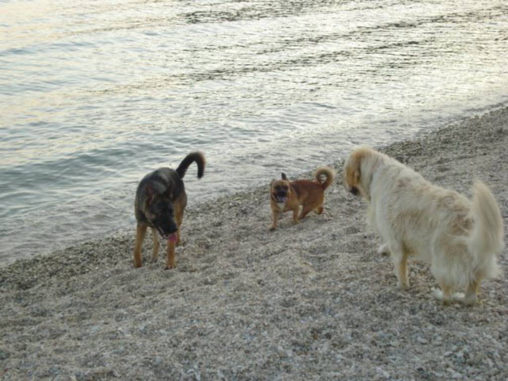 Plaže za pse: Otkrijte gdje se sve psi mogu bezbrižno kupati  