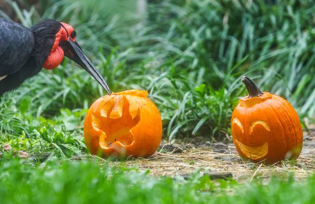 Zagreb: U Zoološkom vrtu organizirana podjela slasnih bundeva životinjama
