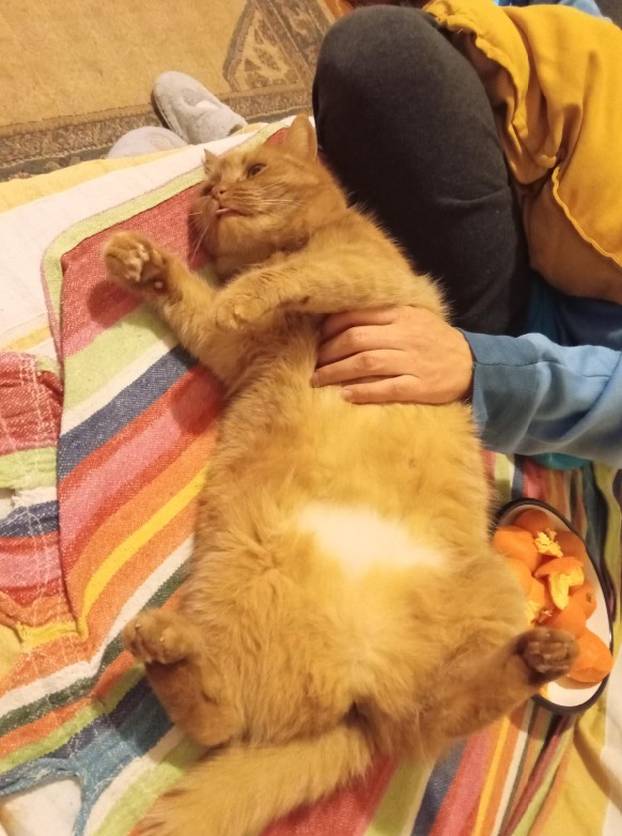 SUPER FOTKE vaših ljubimaca! Neki bi mogli biti viralni hit, ali svi su jednostavno neodoljivi