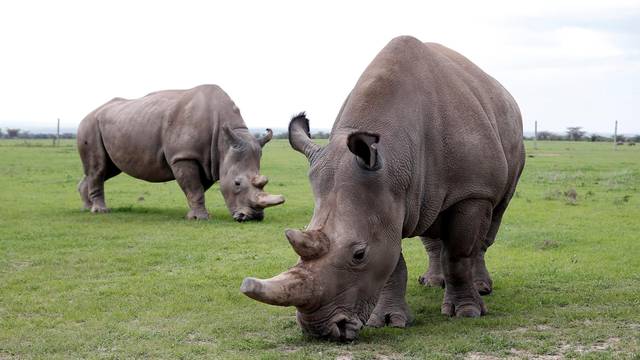 Najin and her daughter Patu, the last two northern white rhino females, graze in their enclosure at the Ol Pejeta Conservancy in Laikipia National Park