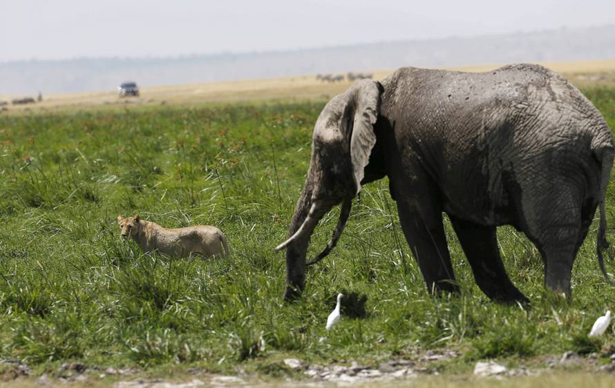 A lioness moves away from an elephant in Amboseli National Park, southeast of Kenya's capital Nairobi