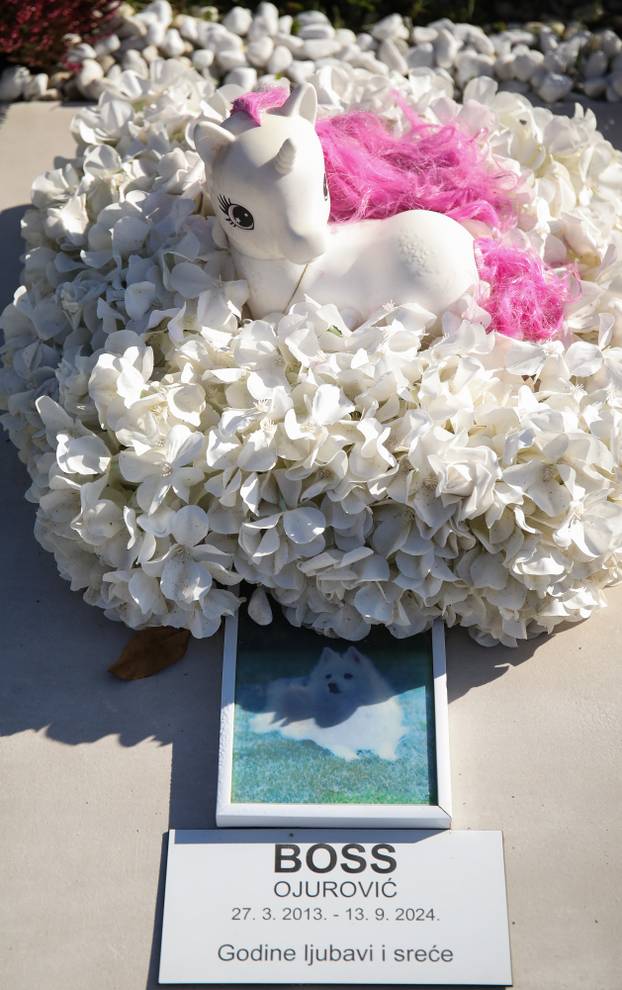 Zagreb: Groblje kućnih ljubimaca u Dumovcu obišao je jedino jedan mačak