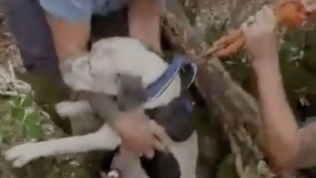 Snimili spašavanje psa iz jame duboke devet metara: Sve su uspjeli izvesti za 30 minuta