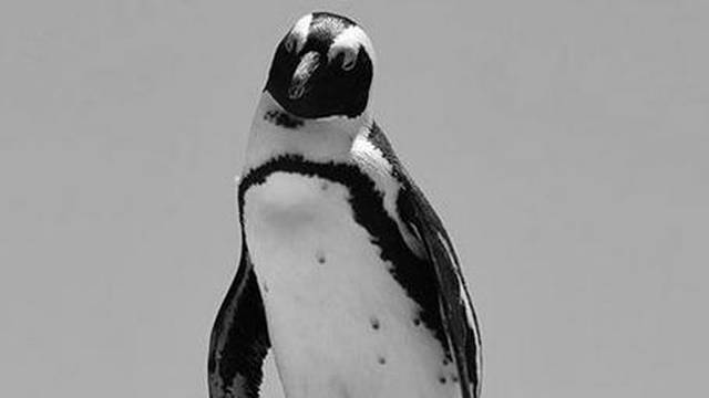 Oteli  pingvina iz  ZOO-a, ubili ga, a glavu odnijeli sa sobom...