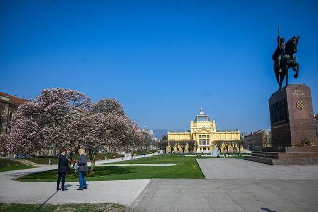 Zagreb: Procvala magnolija na Trgu kralja Tomislava