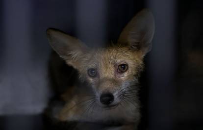 VIDEO Šest mladih lisica završilo je u Oporavilištu ZOO-a Zagreb: 'Grad ih je pun, no nisu bijesne'