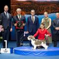 EKSKLUZIVNO Ovo su prizori pobjede hrvatskog psa koji je proglašen najljepšim na svijetu