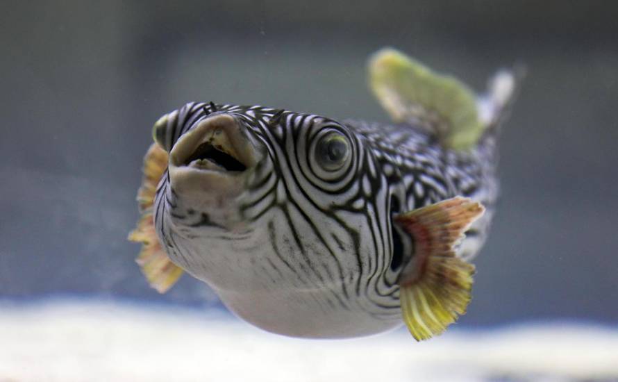 Otrovna riba u Istri: Otrov joj je 1200 puta jači od cijanida... Sad pliva u akvariju s ražopsom