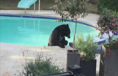 Kad imate kuću s bazenom i medvjedi vas rado posjećuju