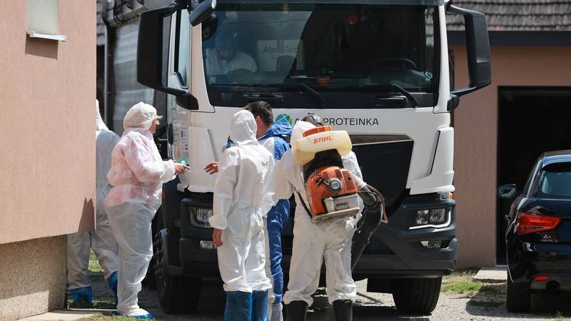 Drama v Baranji: Prašičerejci zaklenili veterinarje zaradi evtanazije prašičev