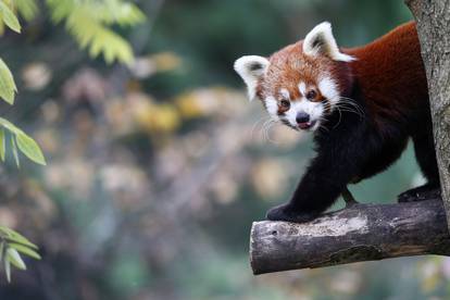 Međunarodni dan crvenih pandi u zagrebačkom Zoološkom vrtu