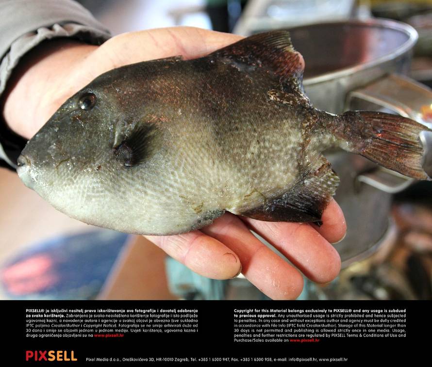 Duško Jaramaz/PIXSELL