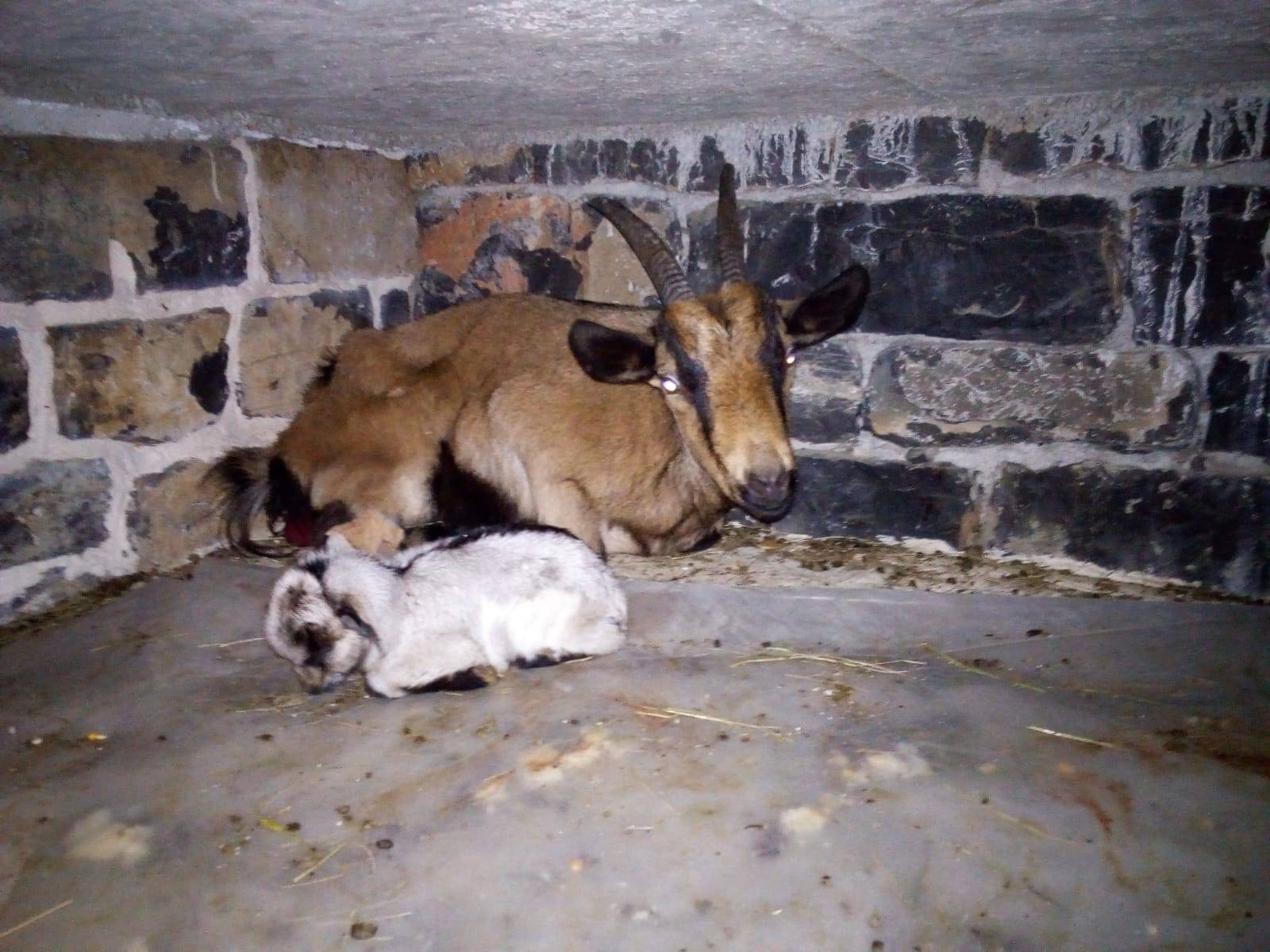 Koza nakon amputacije noge ojarila jare: 'Svi su mi rekli da ju uspavam, ali nisam to htio'