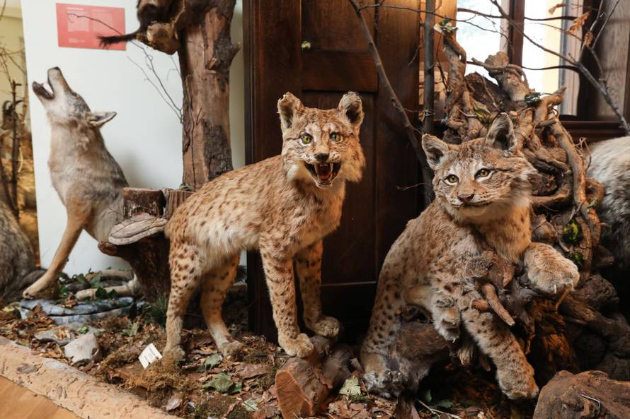 24SATA Izložba "100 godina hrvatskog lovstva" u Lovačkom muzeju