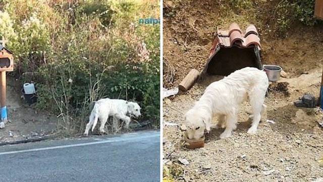 Pas se 18 mjeseci ne miče s mjesta gdje je vlasnik poginuo