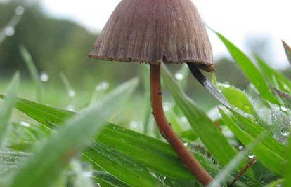 Gljive ne perite vodom već čistite gulilicom ili kistom