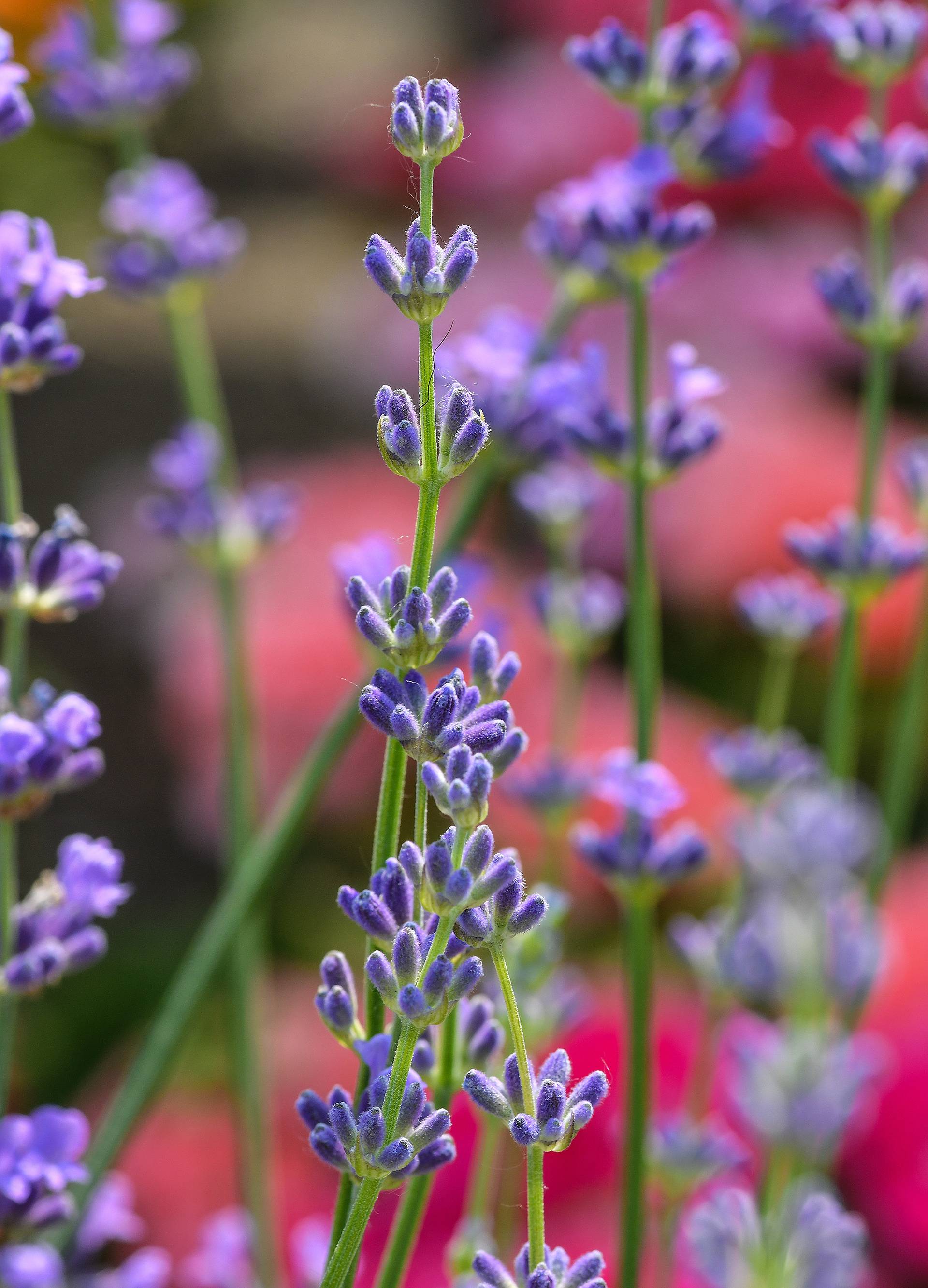 Floraart: Sadnice cvijeća od 2 kune, a za 25 mini vrt u posudi